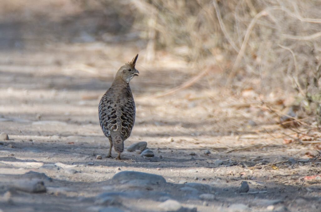 Banded Quail Scaled 1 1024x675