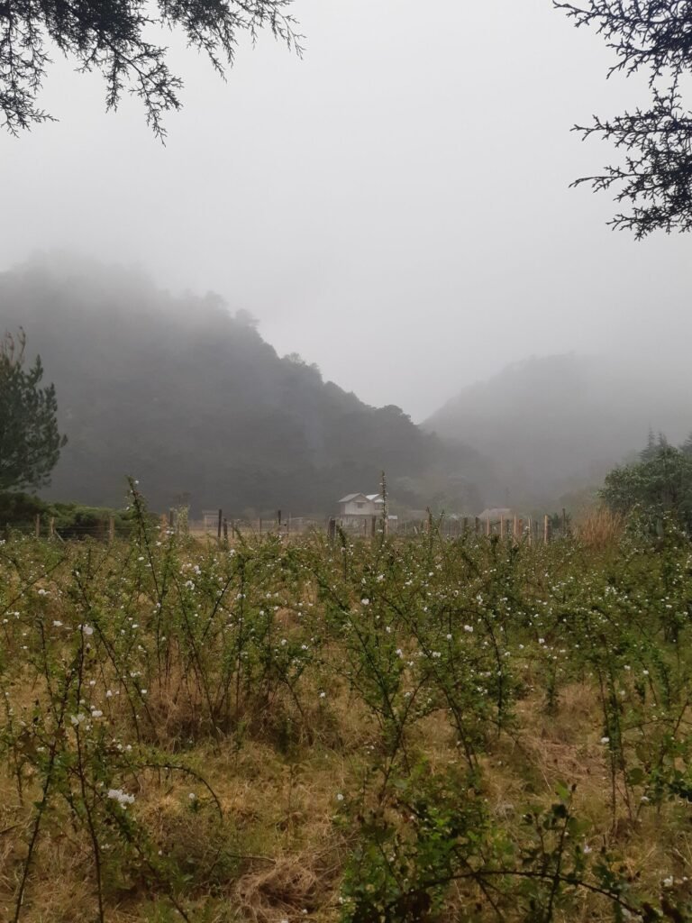 20250220 165248 Scaled 1 768x1024