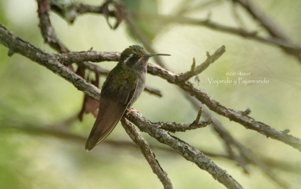 Amethyst Throated Mountain Gem 1 Scaled 1 1024x645