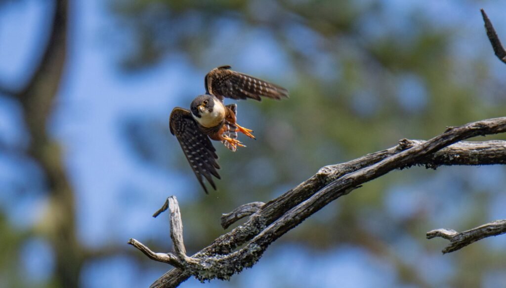 Bat Falcon Scaled 1 1024x584