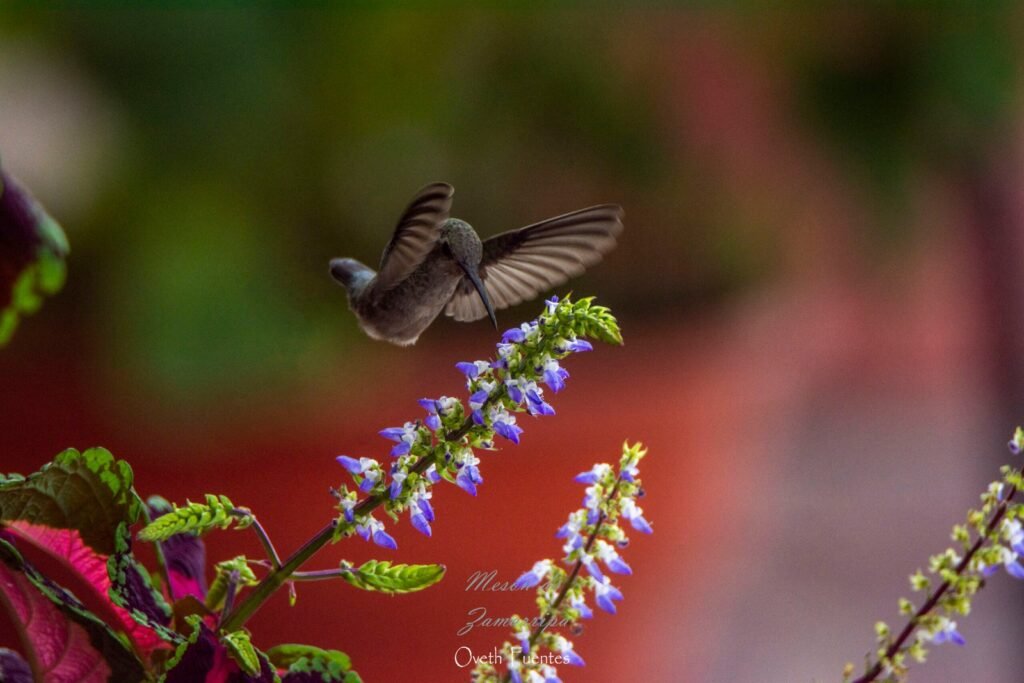 Broad Billed Hummingbird Scaled 1 1024x683