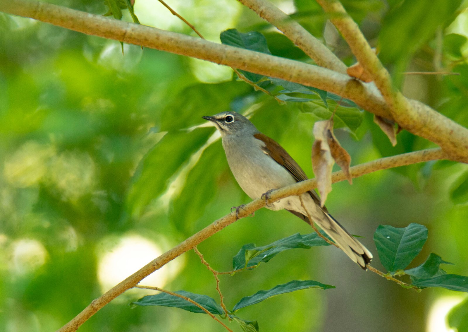 Brown Backed Solitaire 1 Scaled 1