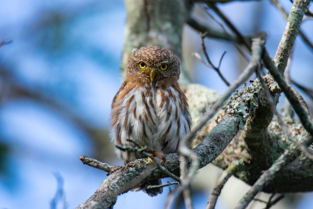Colima Pygmy Owl 6 Scaled 1 1024x683
