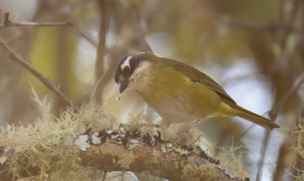 Common Chlorospingus Scaled 1 1024x610