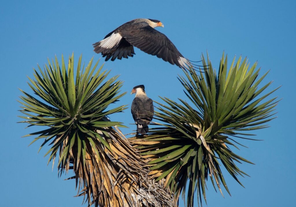 Crested Caracara 1 Scaled 1 1024x716