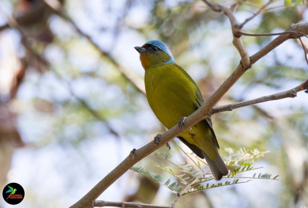 Elegant Euphonia Scaled 2 1024x692