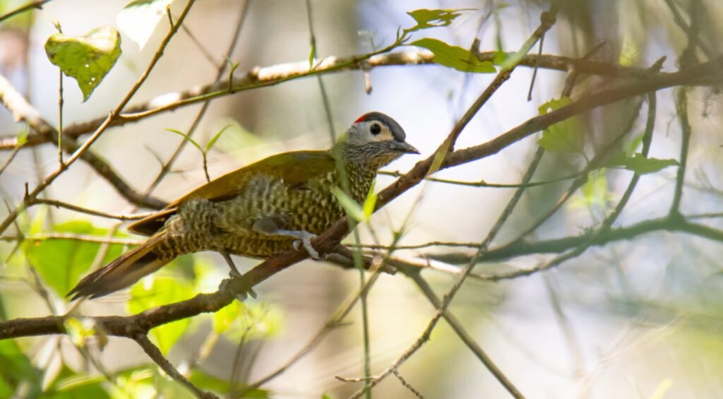 Golden Olive Woodpecker Scaled 1 1024x565