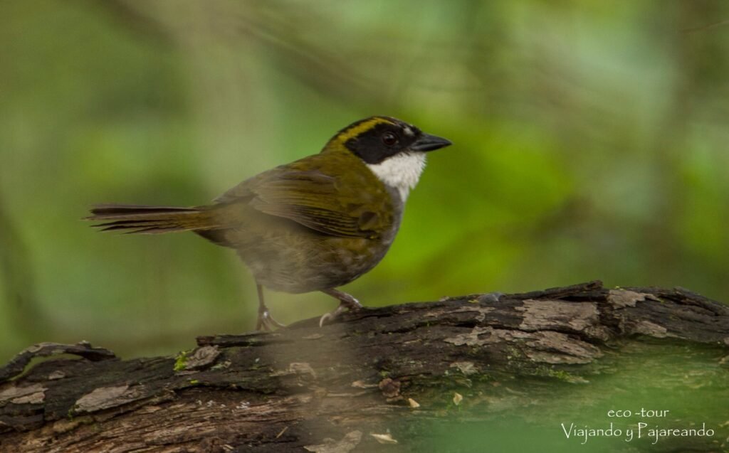 Green Striped Brushfinch 2 Scaled 1 1024x637