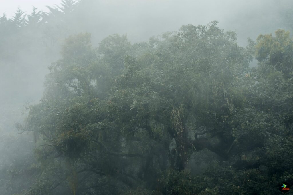 Landscape Lagunitas 1 Scaled 1 1024x683