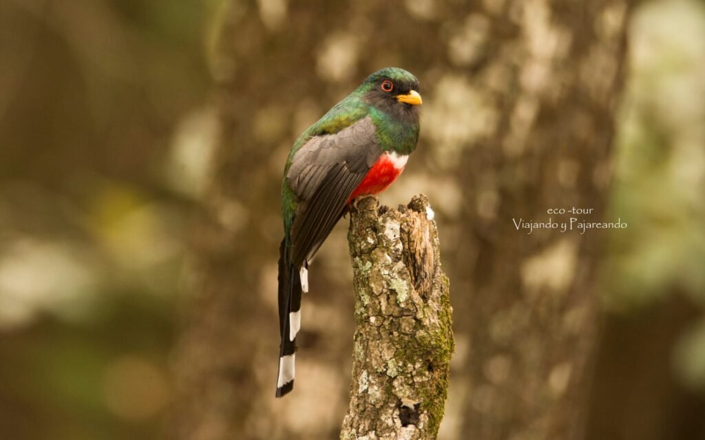 Mountain Trogon FB Scaled 1 1024x639