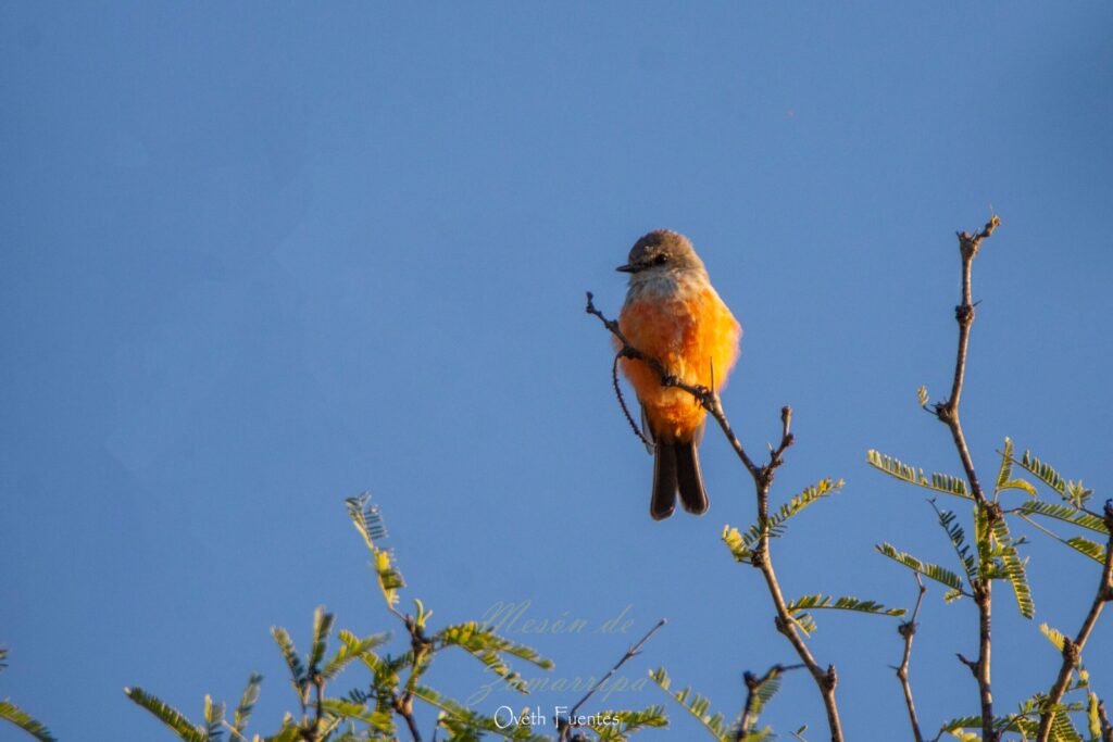 Vermilion Flycatcher Scaled 1 1024x683