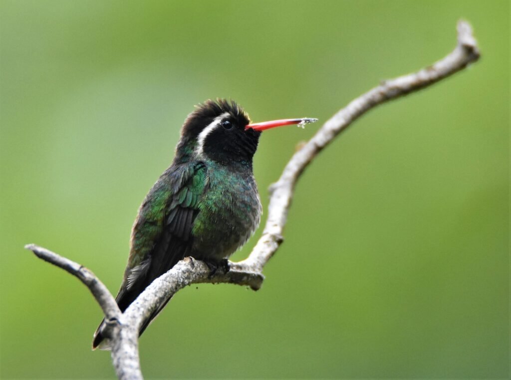 White Eared Hummingbird Scaled 1 1024x761