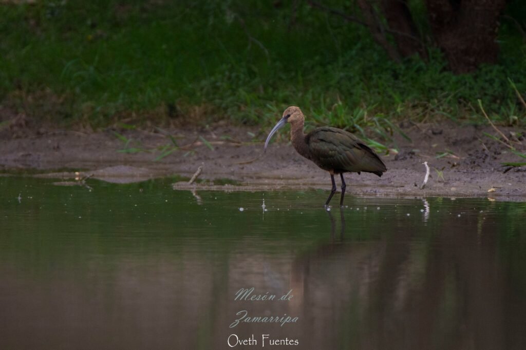 White Faced Ibis Scaled 2 1024x682
