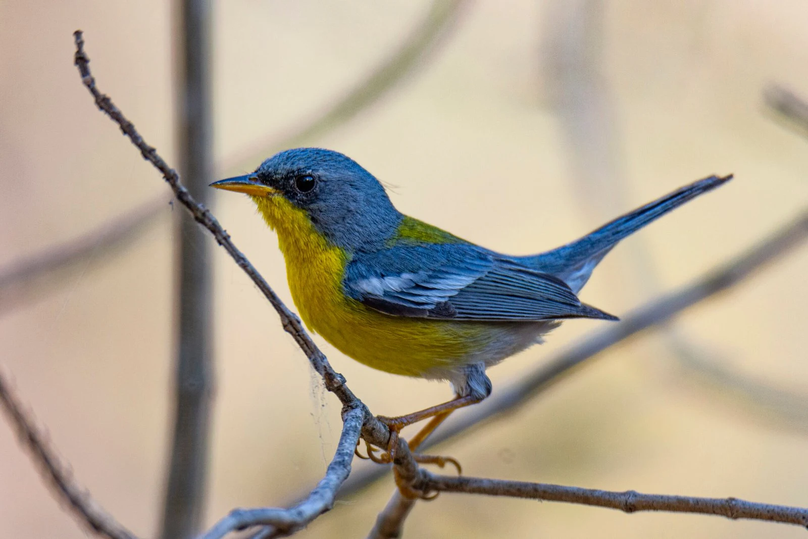 Ave azul y amarilla posada en una rama, fotografiada para Birding Costalegre