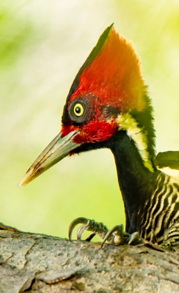Pale Billed Woodpecker 627x1024