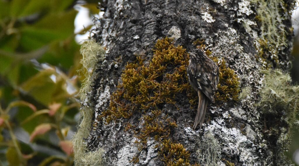 brown creeper