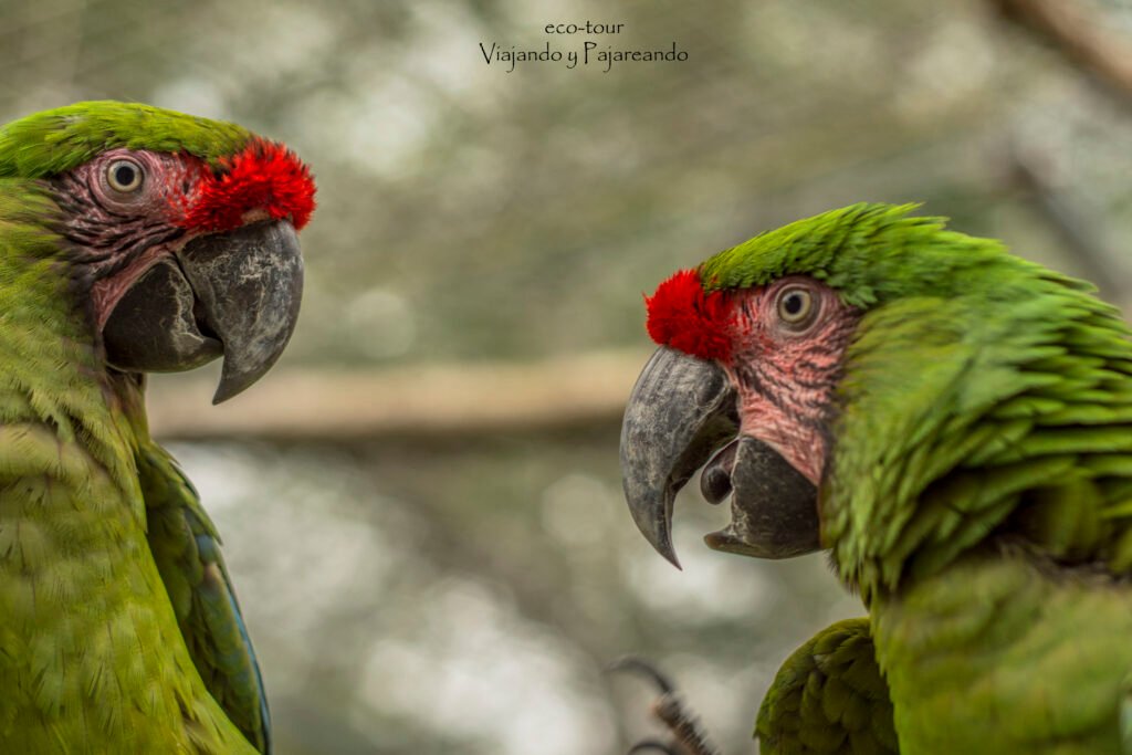 military macaw (19)fb
