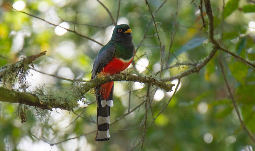 mountain trogon