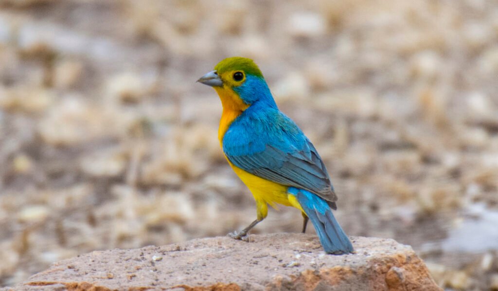 orange breasted bunting 4