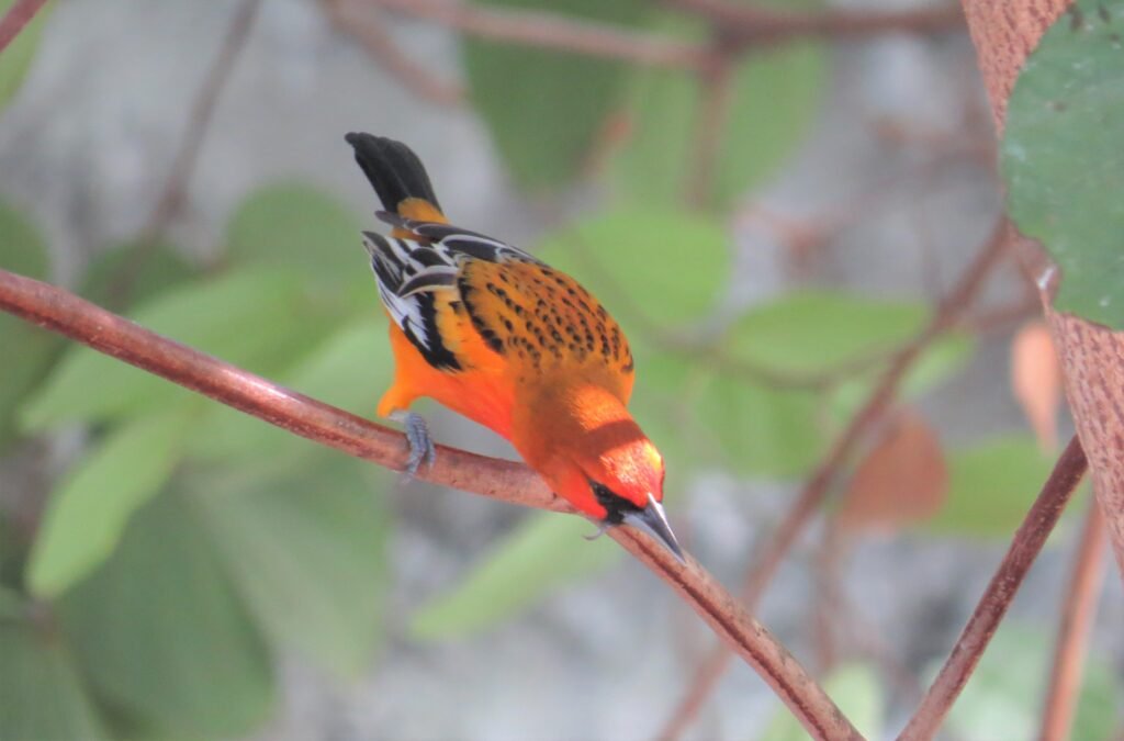 streak backed oriole (5)