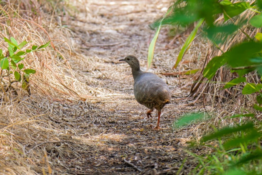 thicket tinamou