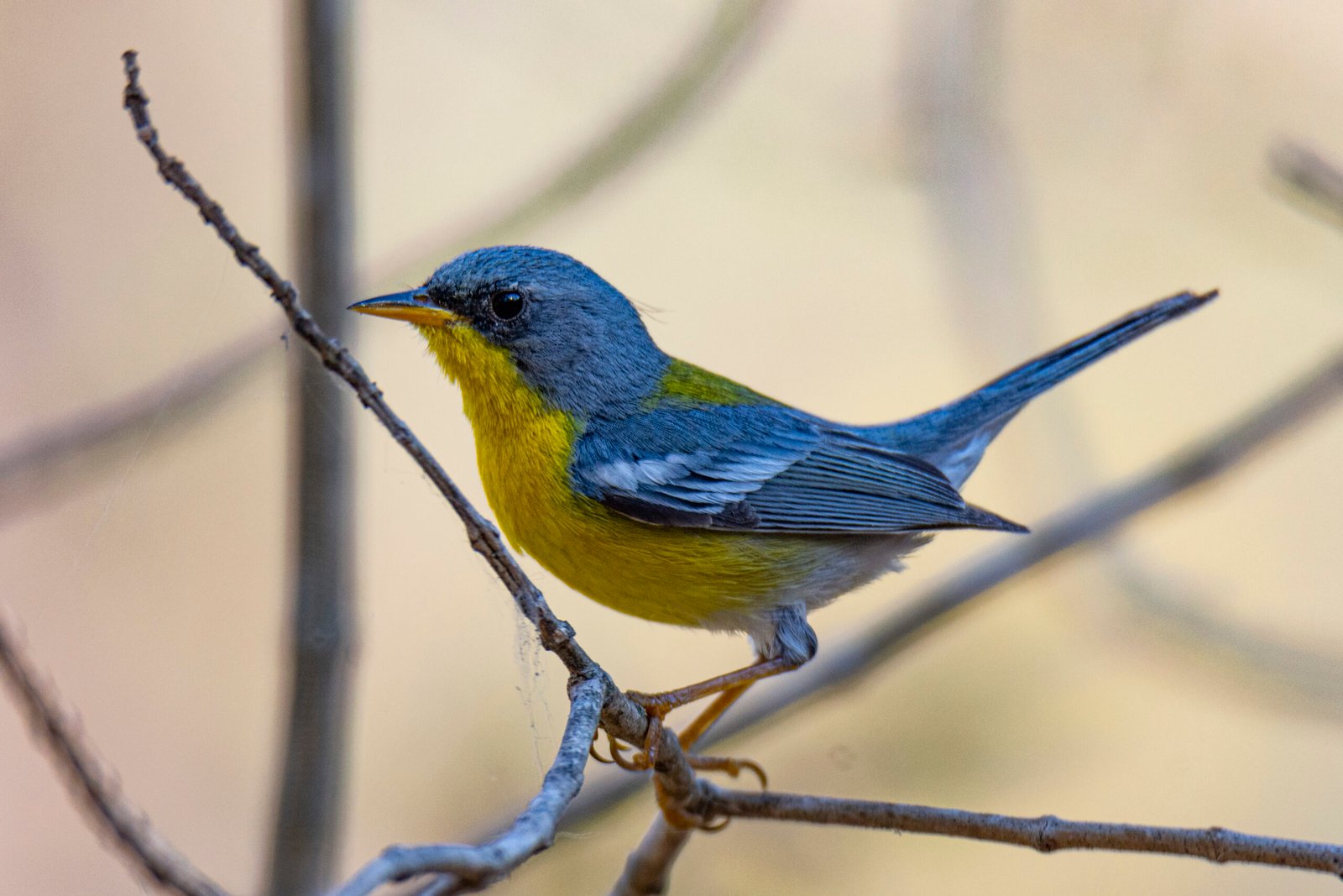tropical parula